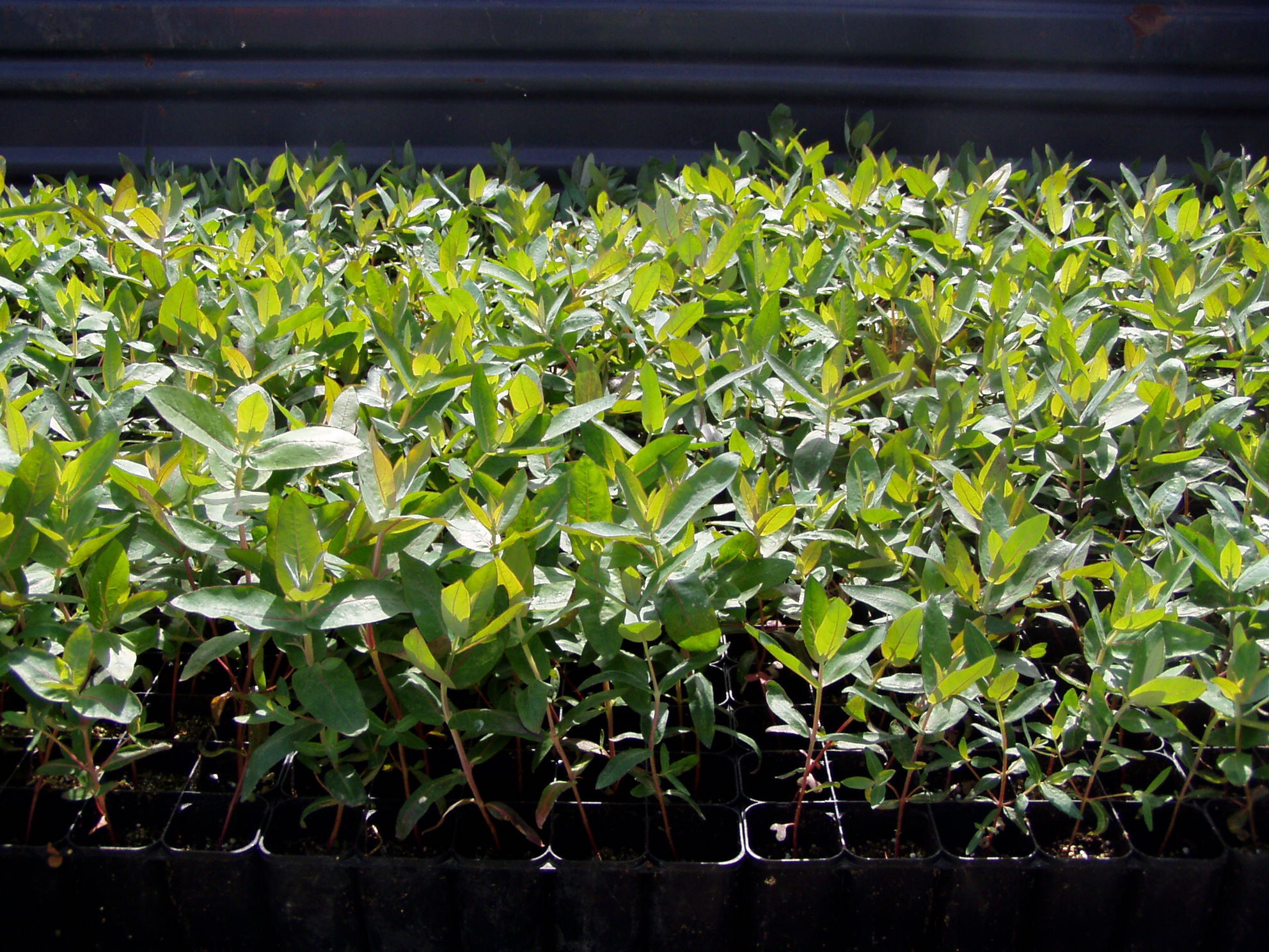 Viveiro-de-ID-e-produЗ╞o-de-plantas.jpg