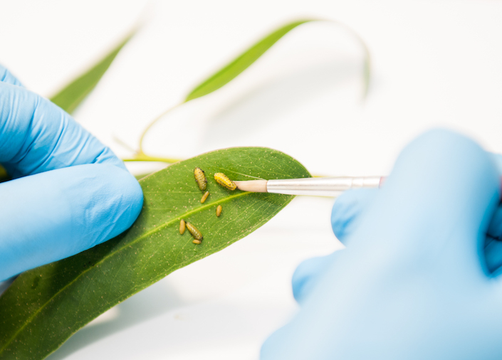 laboratorio_protecao_florestal.jpg