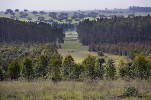 Mysustainableforest_projeto.jpeg